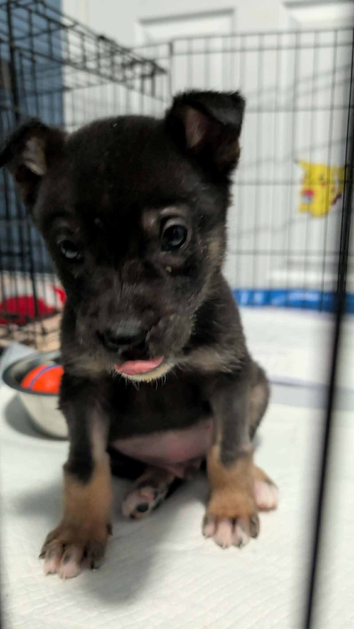 Linus, a ADOPTABLE Mixed Breed in Saskatoon, SK image 5/6