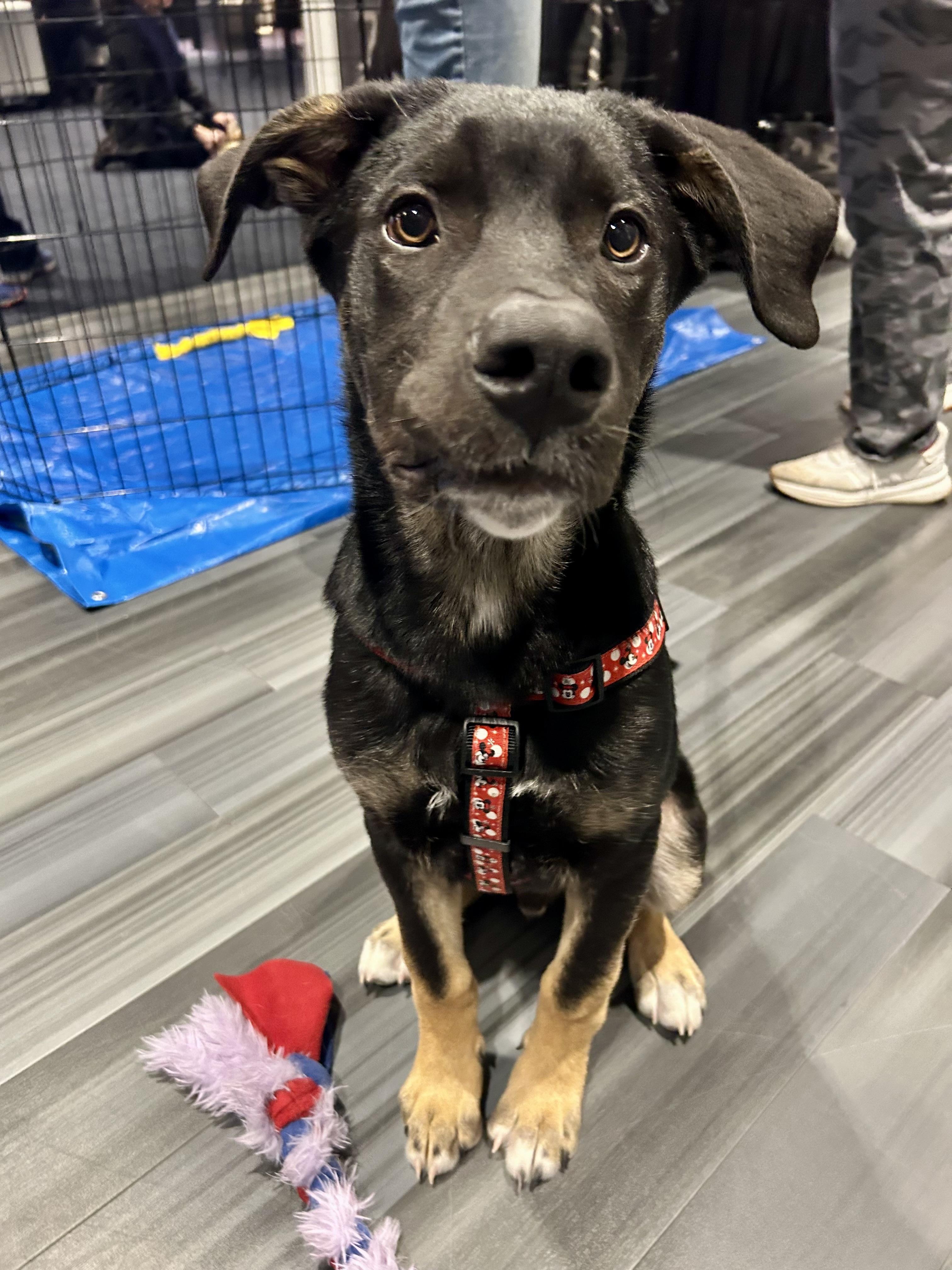 Enlarge Linus, a ADOPTABLE mixed breed in Saskatoon, SK image 4/6