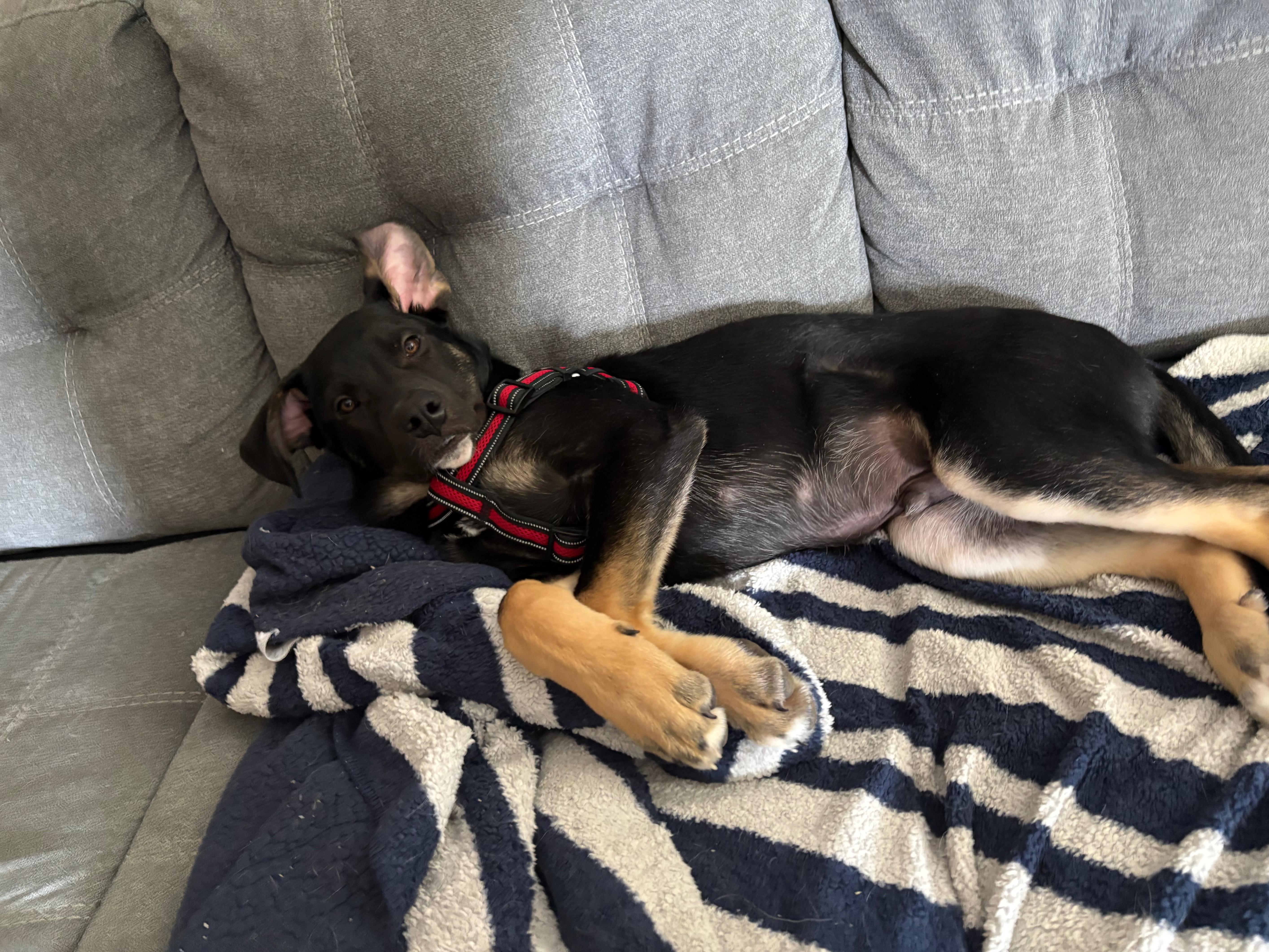 Enlarge Linus, a ADOPTABLE mixed breed in Saskatoon, SK image 5/5