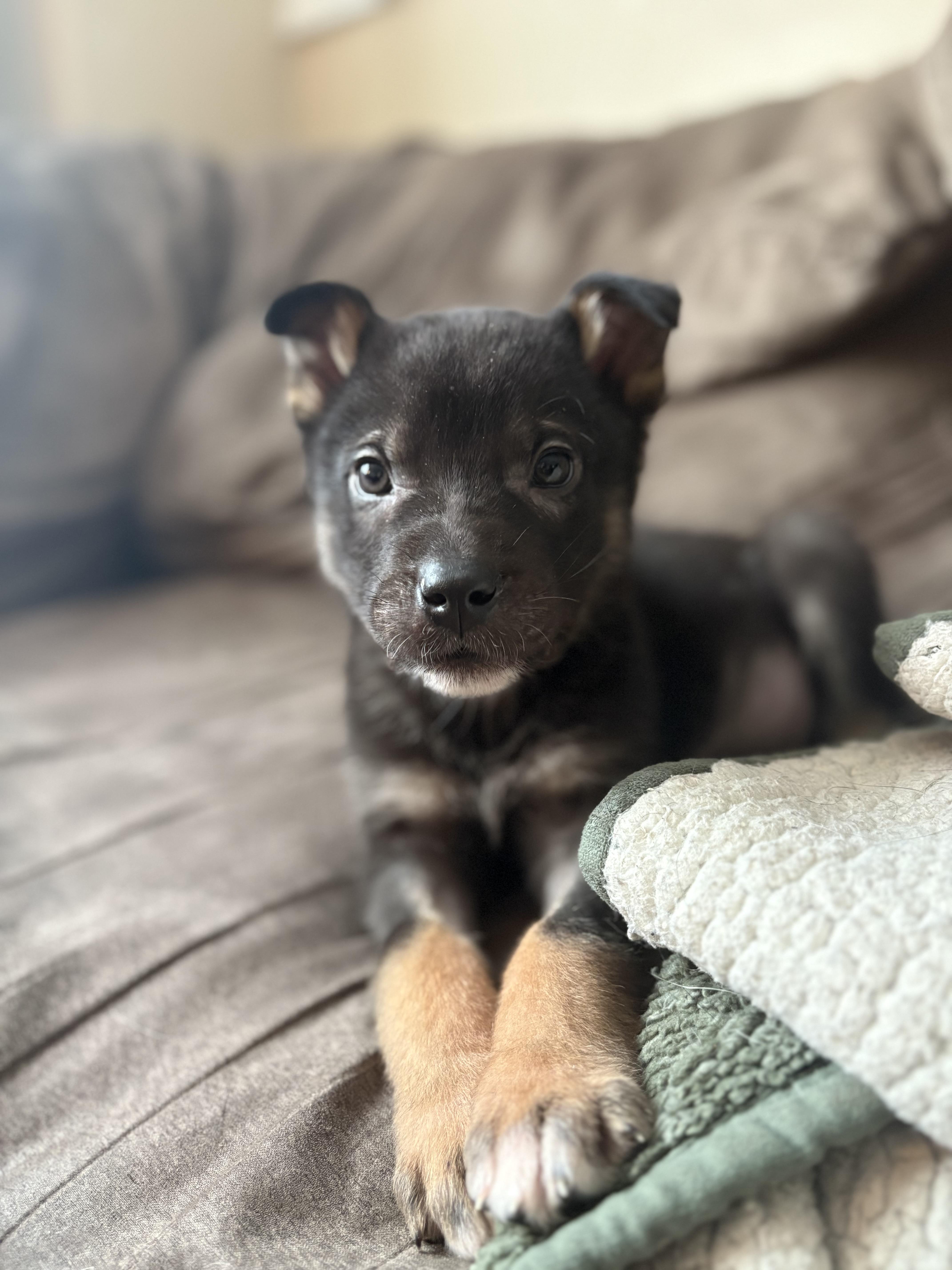 Linus, a ADOPTABLE Mixed Breed in Saskatoon, SK image 6/6