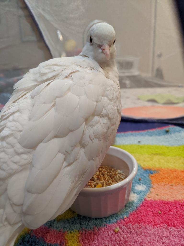 Enlarge Garfunkel, a Adoptable Dove in San Francisco, CA image 1/1