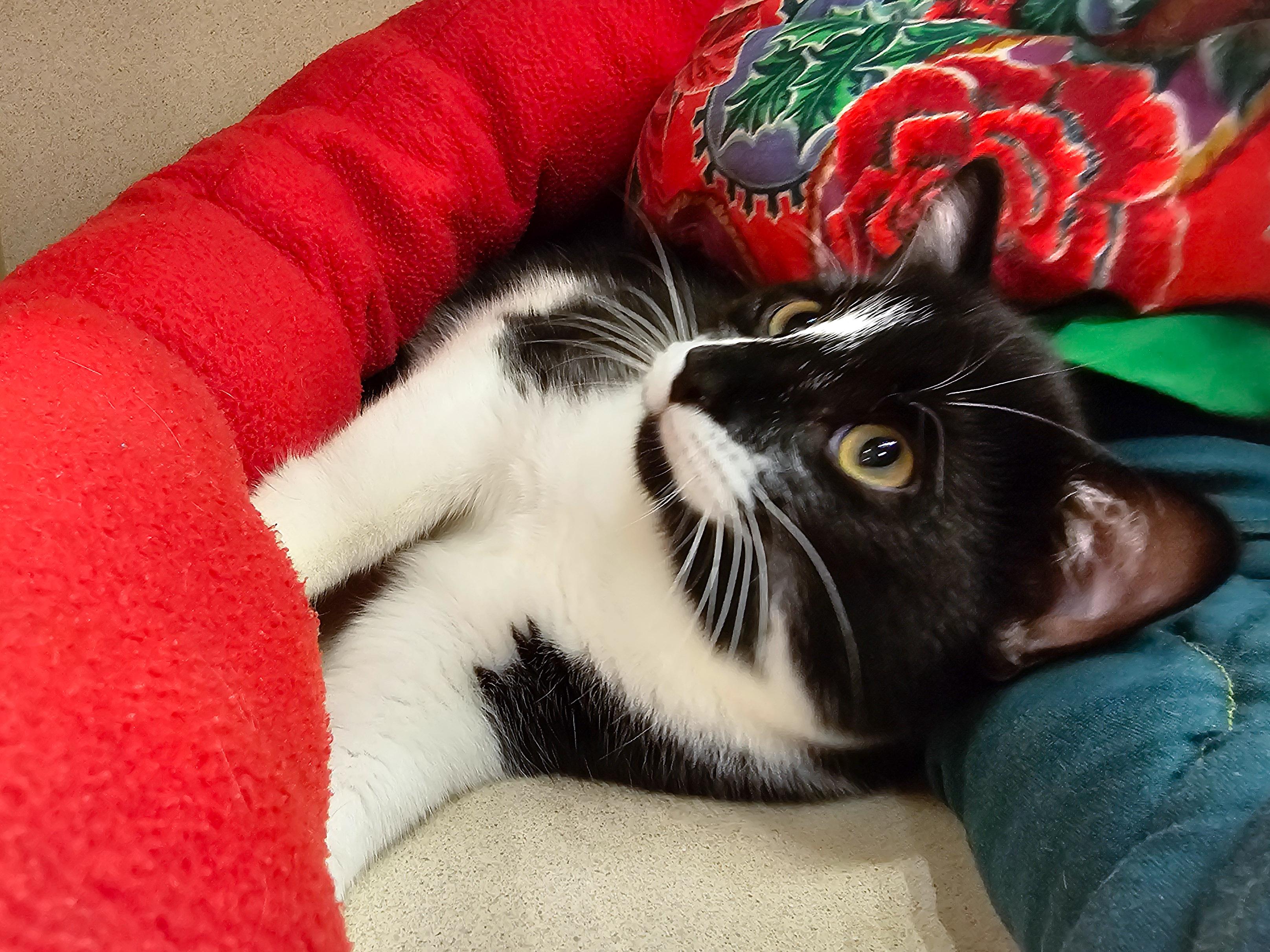 Luchiana, a Adoptable Domestic Short Hair in Naples, FL image 2/6