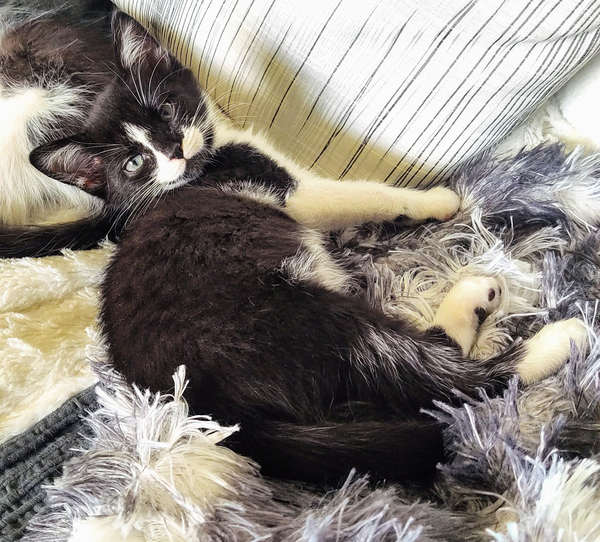 Luchiana, a Adoptable Domestic Short Hair in Naples, FL image 3/6