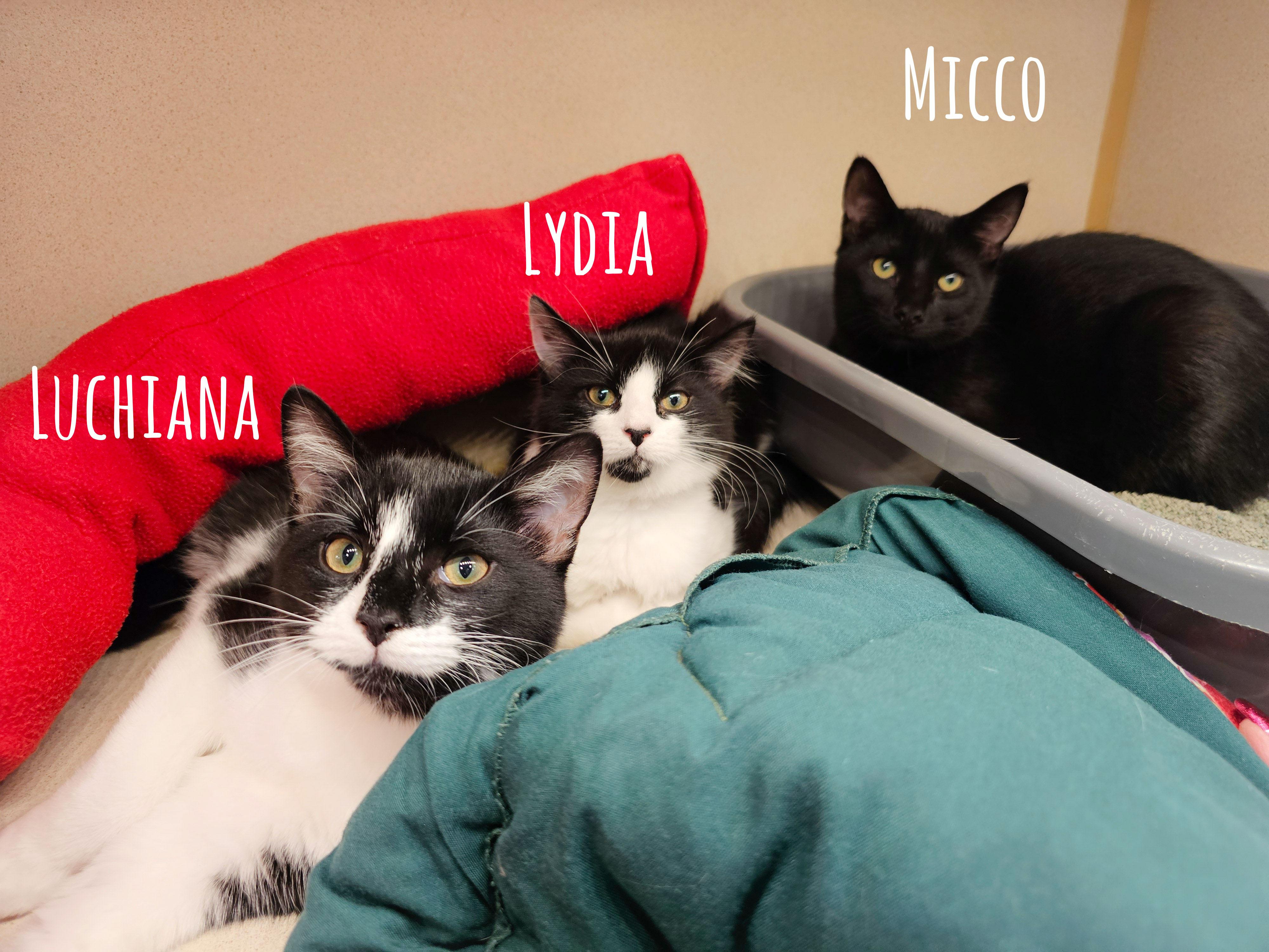 Luchiana, a Adoptable Domestic Short Hair in Naples, FL image 4/6