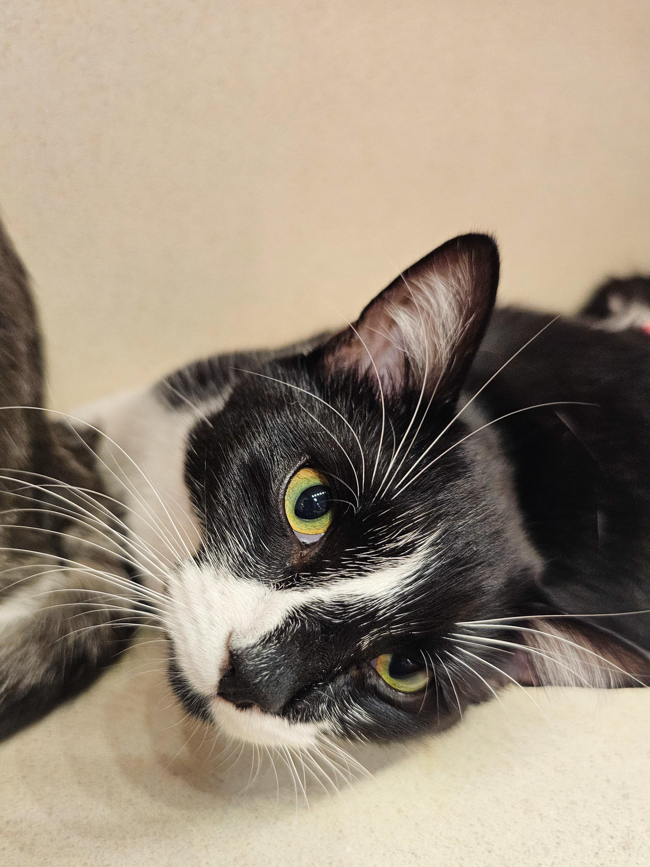 Luchiana, Adoptable, Young Female Domestic Short Hair.