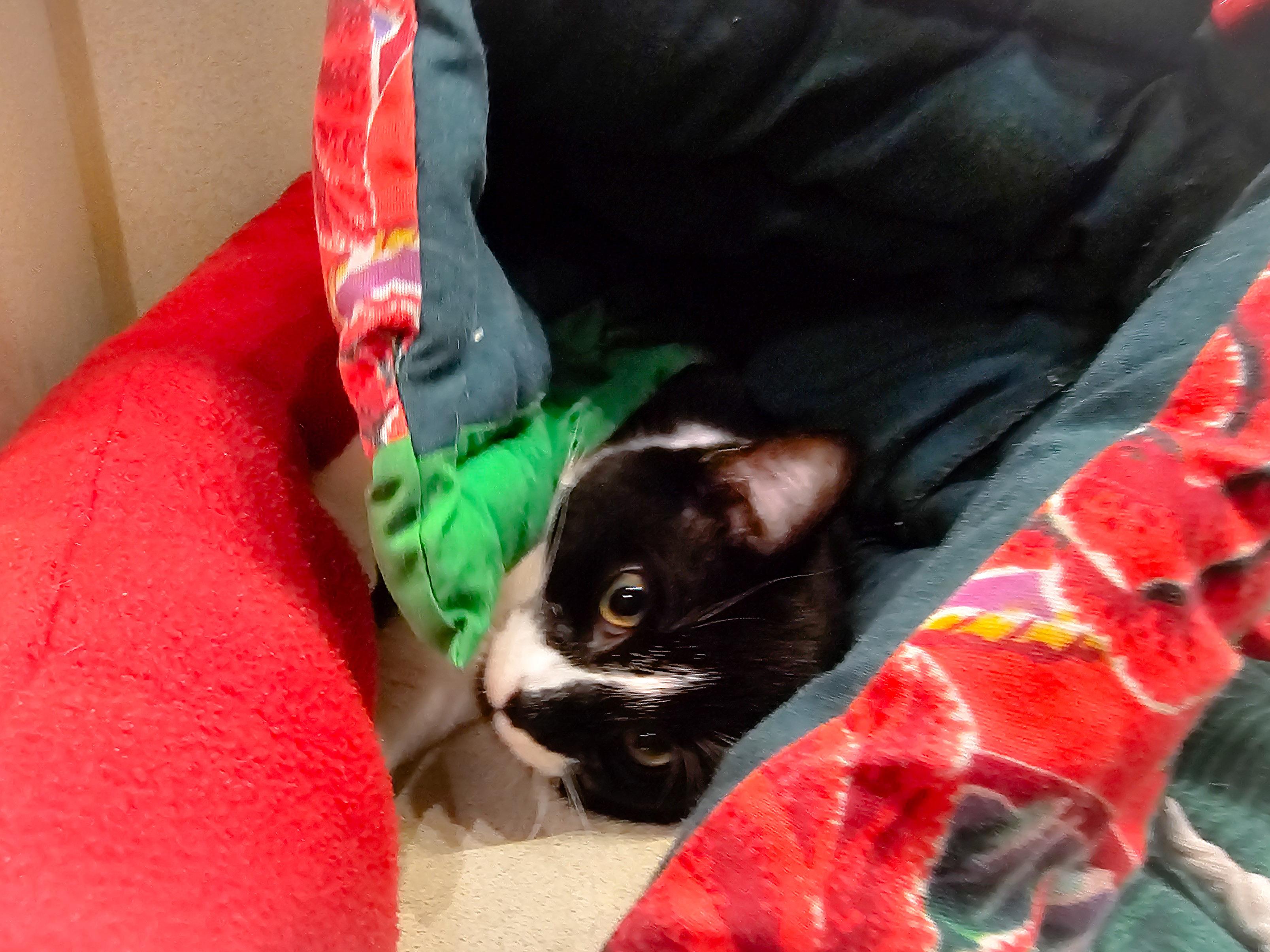 Luchiana, a Adoptable Domestic Short Hair in Naples, FL image 5/6