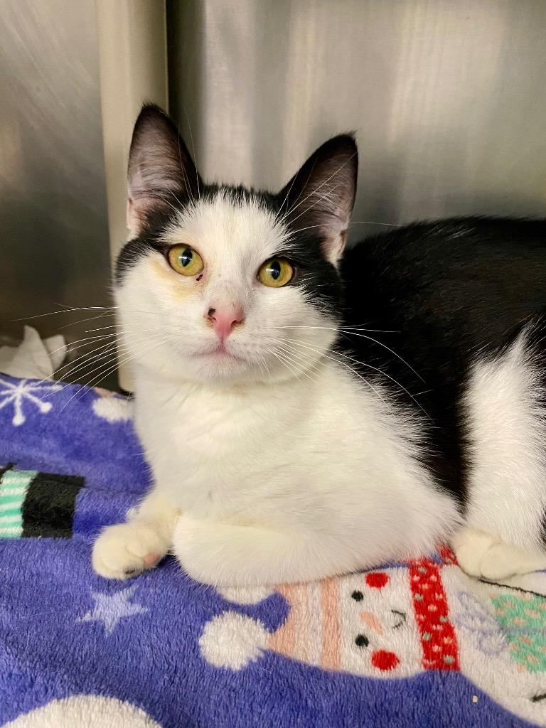 Enlarge Truffle, a Adoptable mixed breed in Grants Pass, OR image 1/4