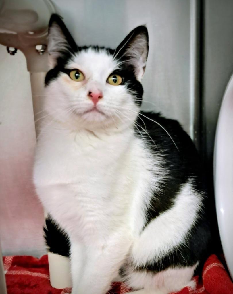 Enlarge Truffle, a Adoptable mixed breed in Grants Pass, OR image 2/4