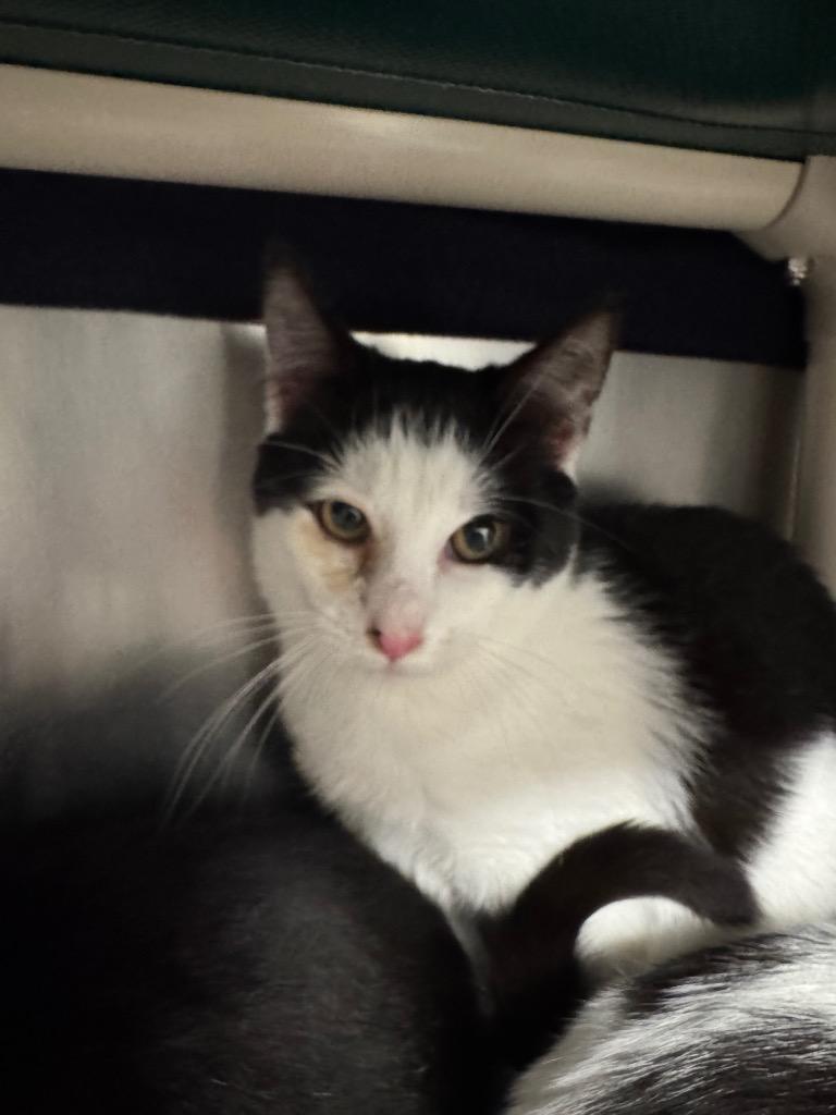 Enlarge Truffle, a Adoptable mixed breed in Grants Pass, OR image 3/4