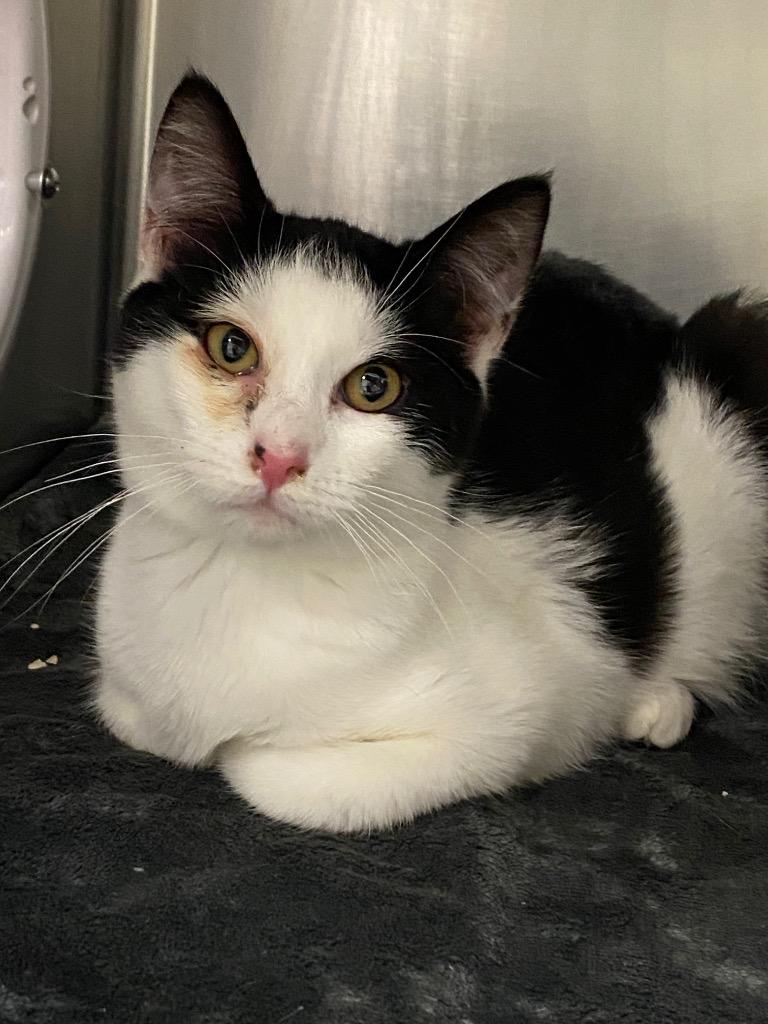 Enlarge Truffle, a Adoptable mixed breed in Grants Pass, OR image 4/4