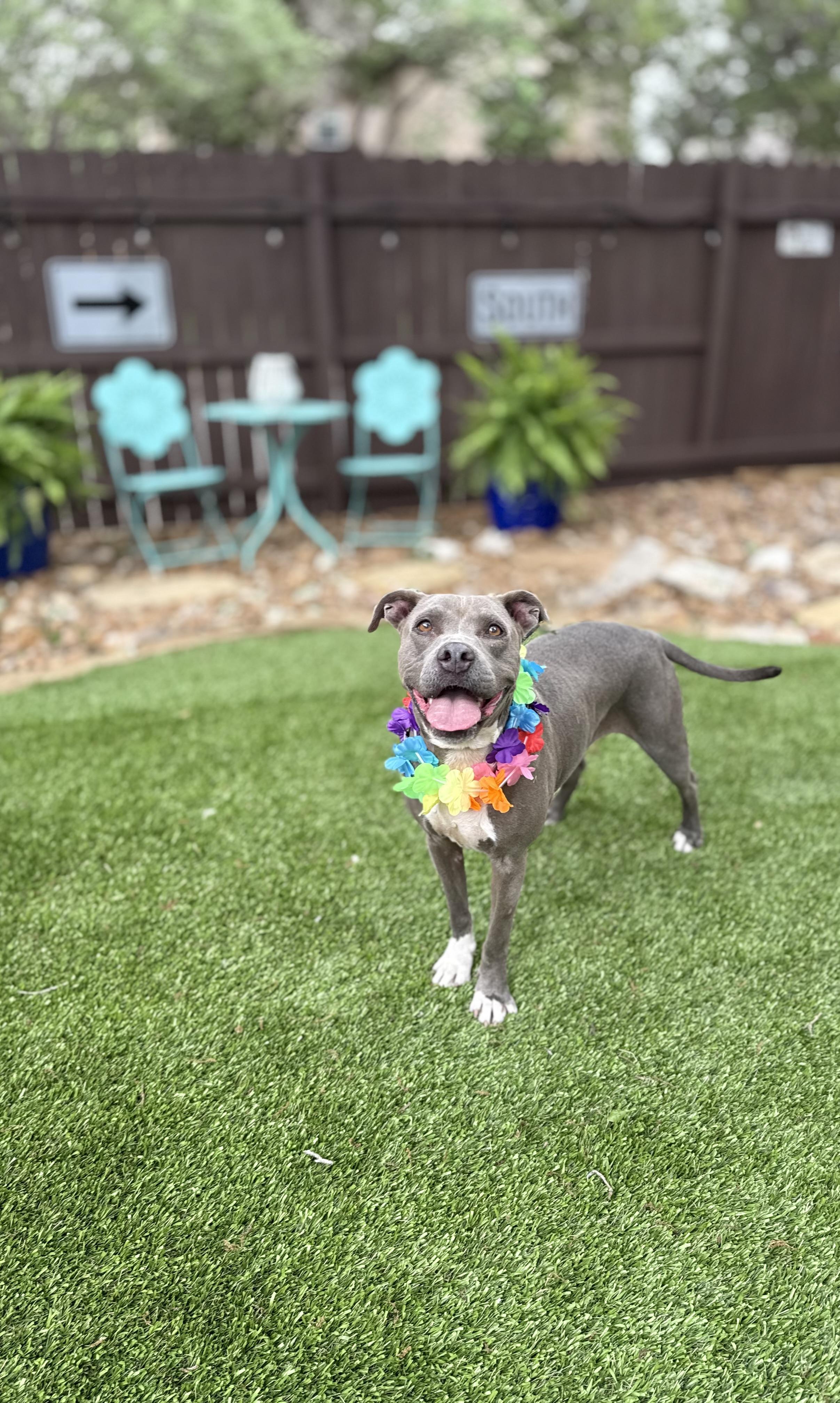 Enlarge Pawlina, a Adoptable American Staffordshire Terrier in Billings, MT image 3/5