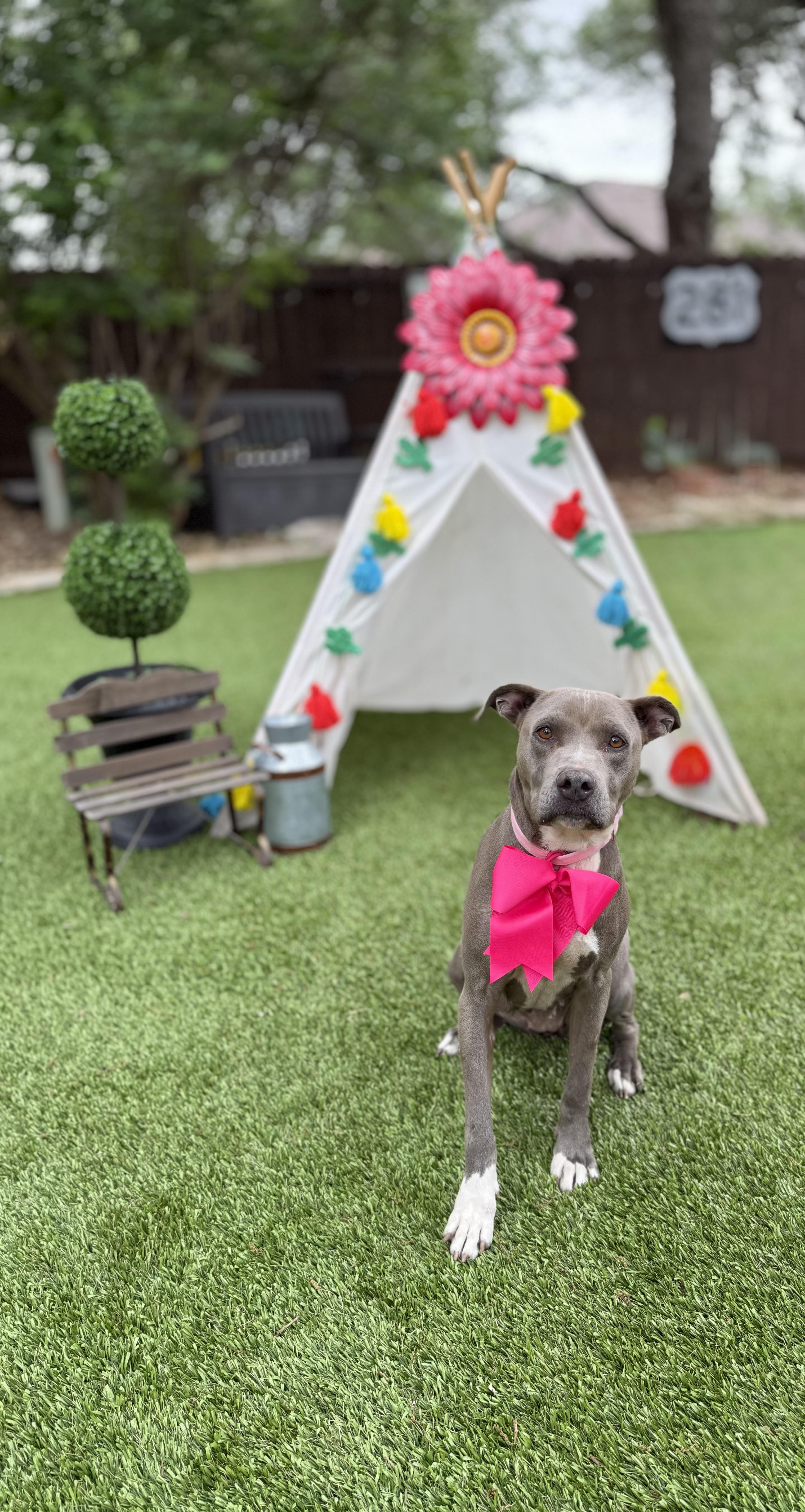 Enlarge Pawlina, a Adoptable American Staffordshire Terrier in Billings, MT image 5/5