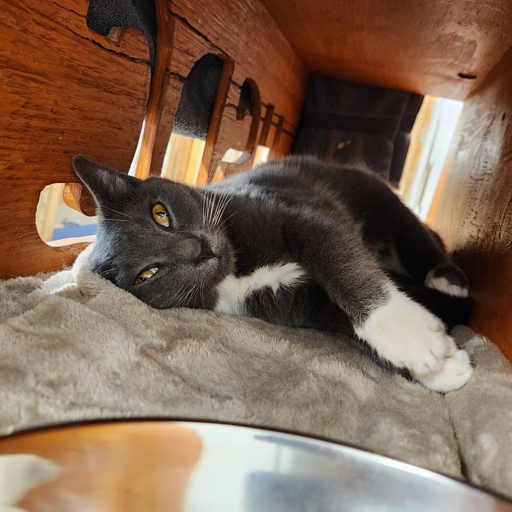 Ted, Adoptable, Adult Male Domestic Short Hair.