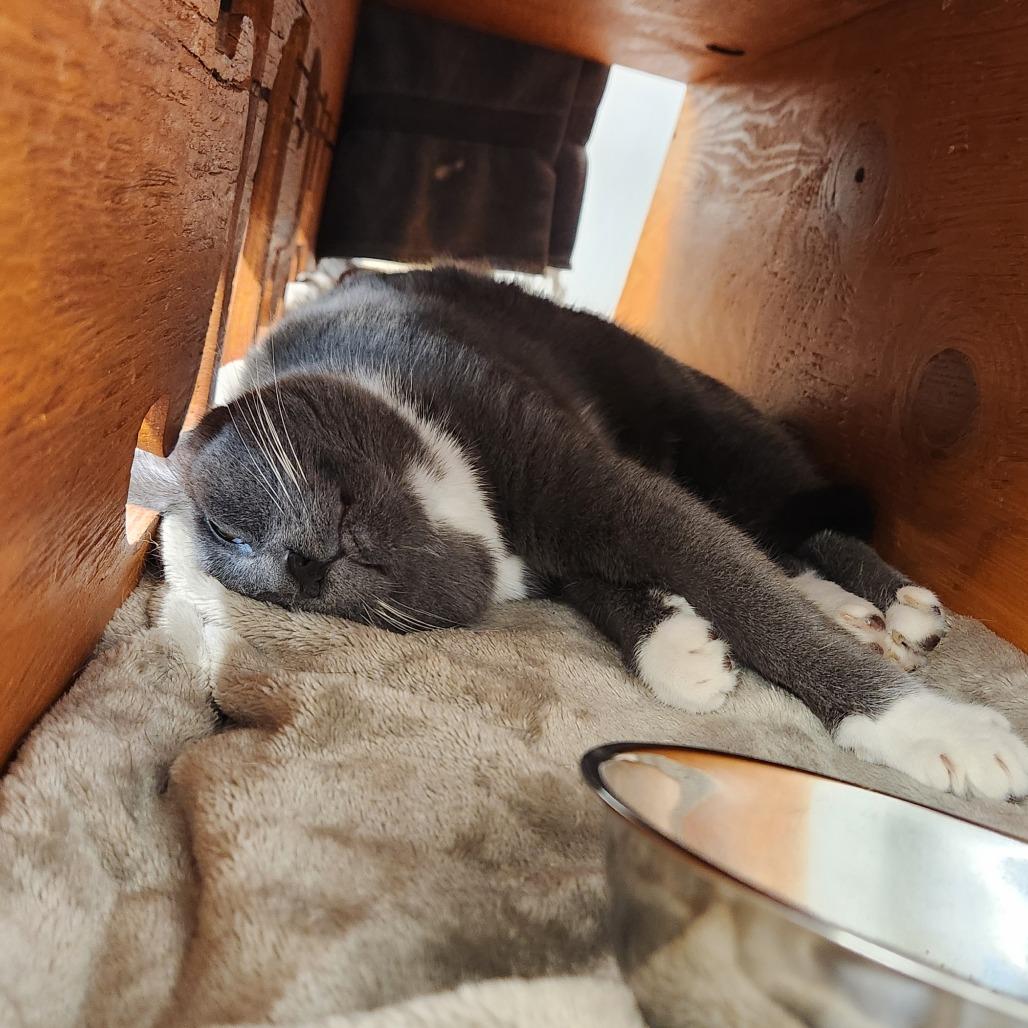 Enlarge Ted, a Adoptable Domestic Short Hair in Delaware, OH image 2/5