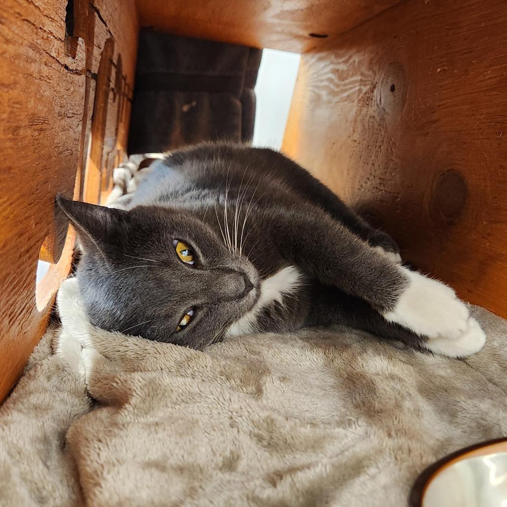Enlarge Ted, a Adoptable Domestic Short Hair in Delaware, OH image 3/5