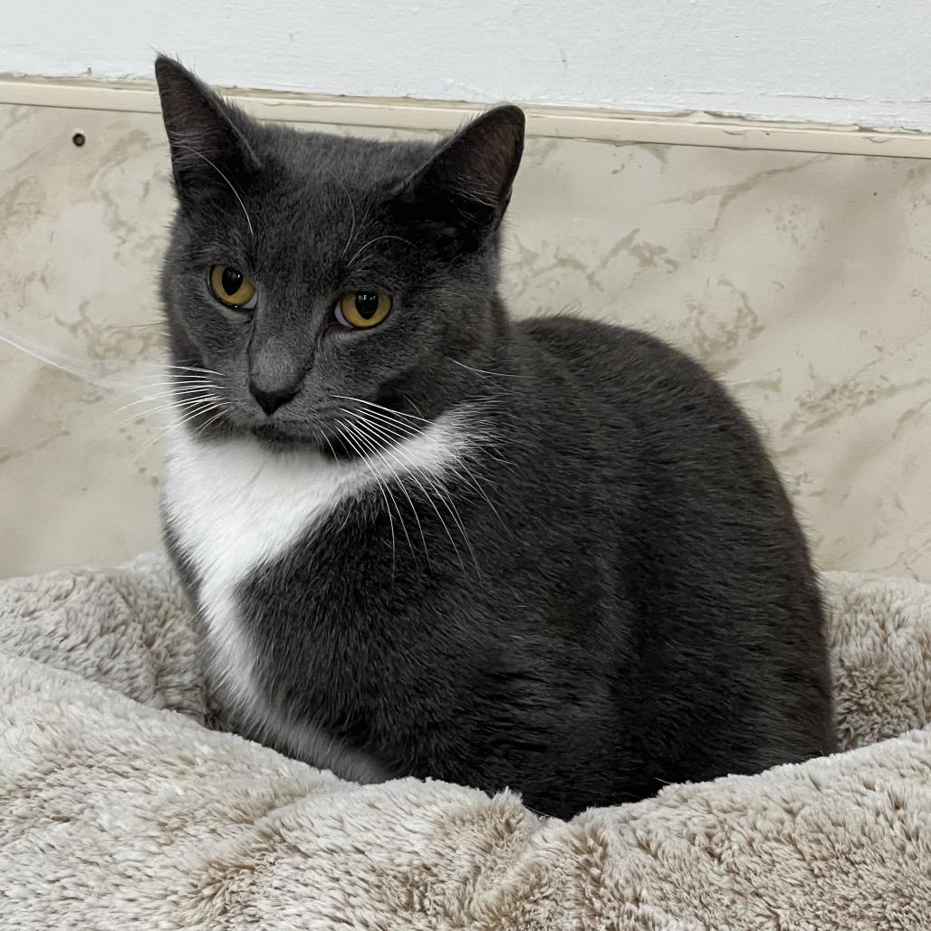 Enlarge Ted, a Adoptable Domestic Short Hair in Delaware, OH image 4/5