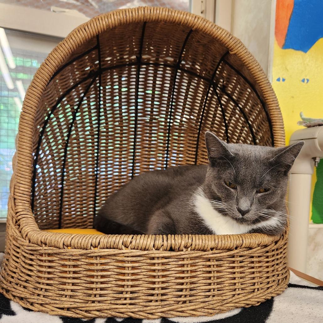 Enlarge Ted, a Adoptable Domestic Short Hair in Delaware, OH image 5/5