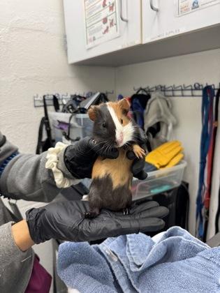 Enlarge Star, a Adoptable Guinea Pig in Seattle, WA image 1/1