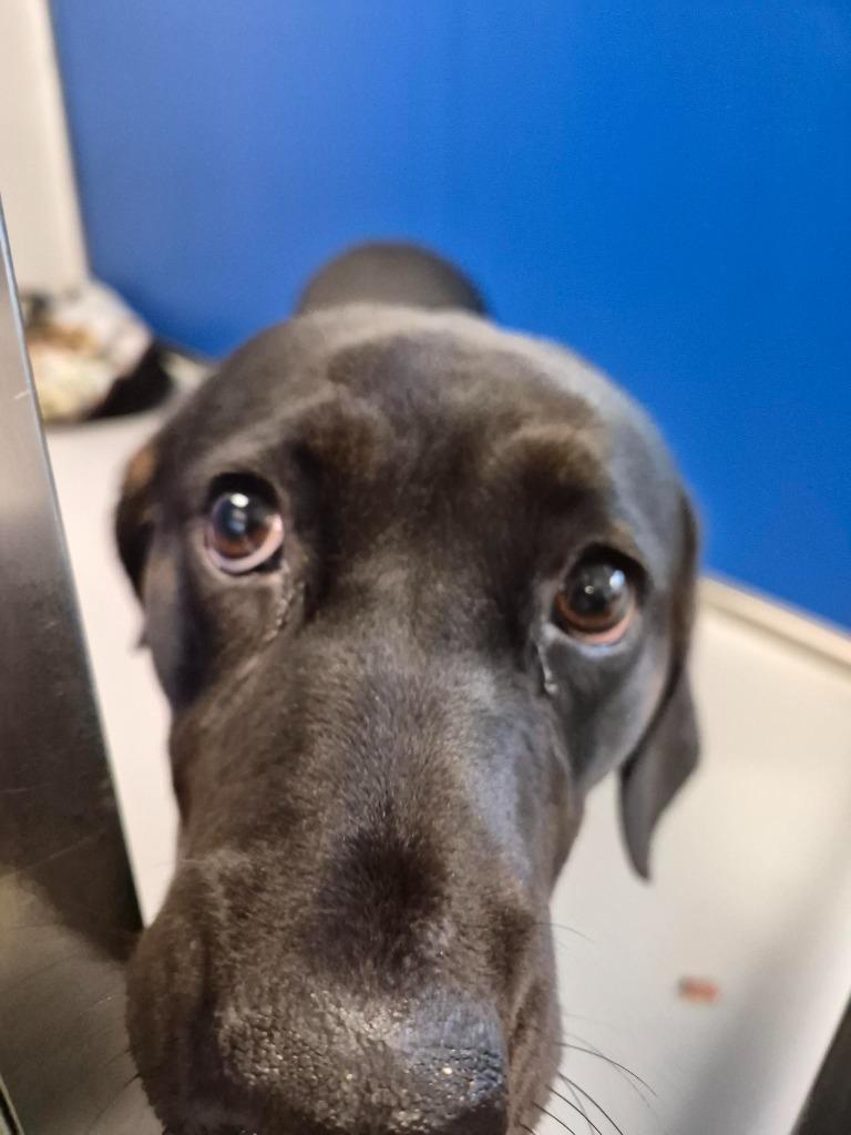 Enlarge Salem, a Adoptable mixed breed in New Kensington, PA image 2/6