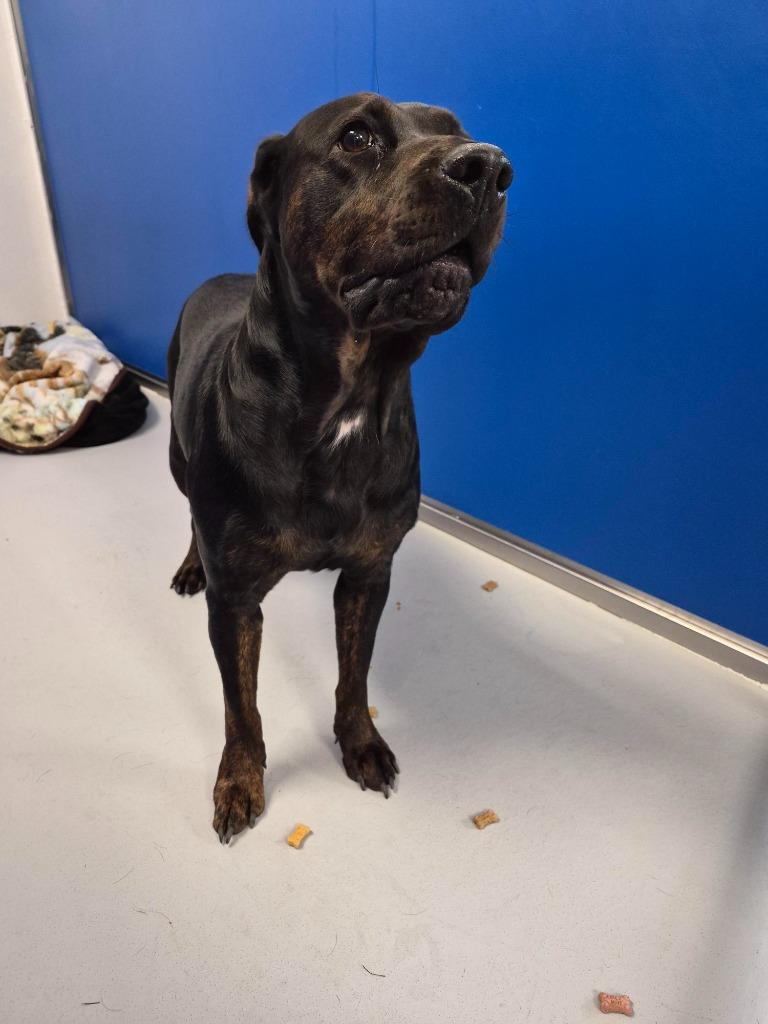Enlarge Salem, a Adoptable mixed breed in New Kensington, PA image 3/6
