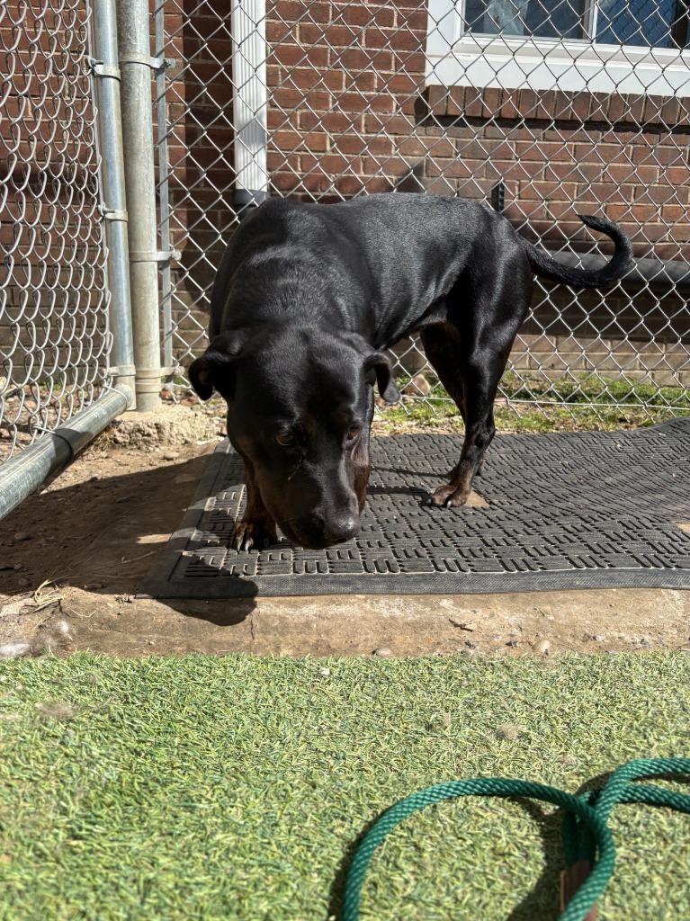 Enlarge Salem, a Adoptable mixed breed in New Kensington, PA image 5/6