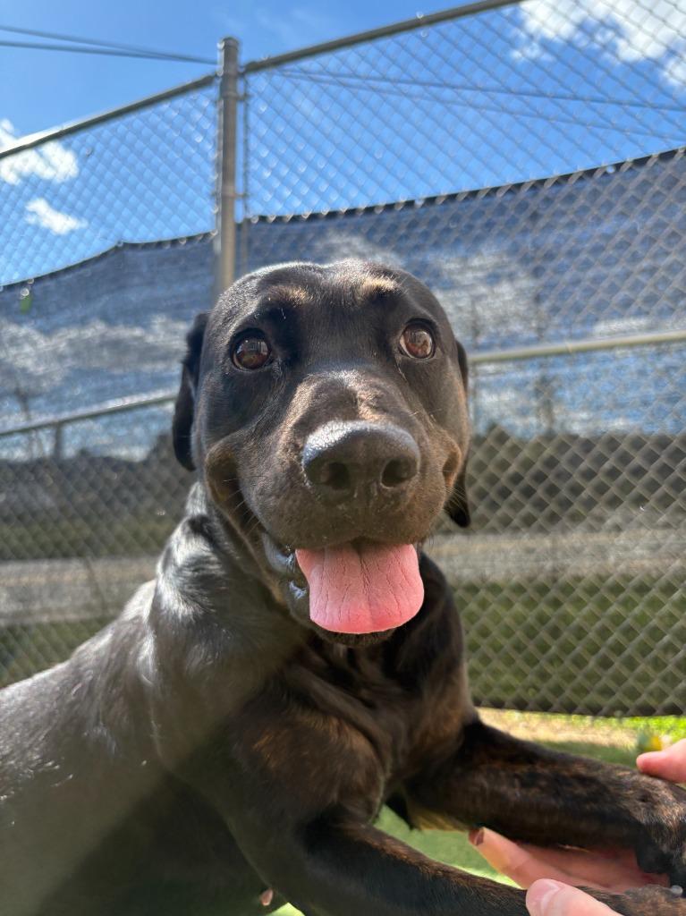 Enlarge Salem, a Adoptable mixed breed in New Kensington, PA image 6/6