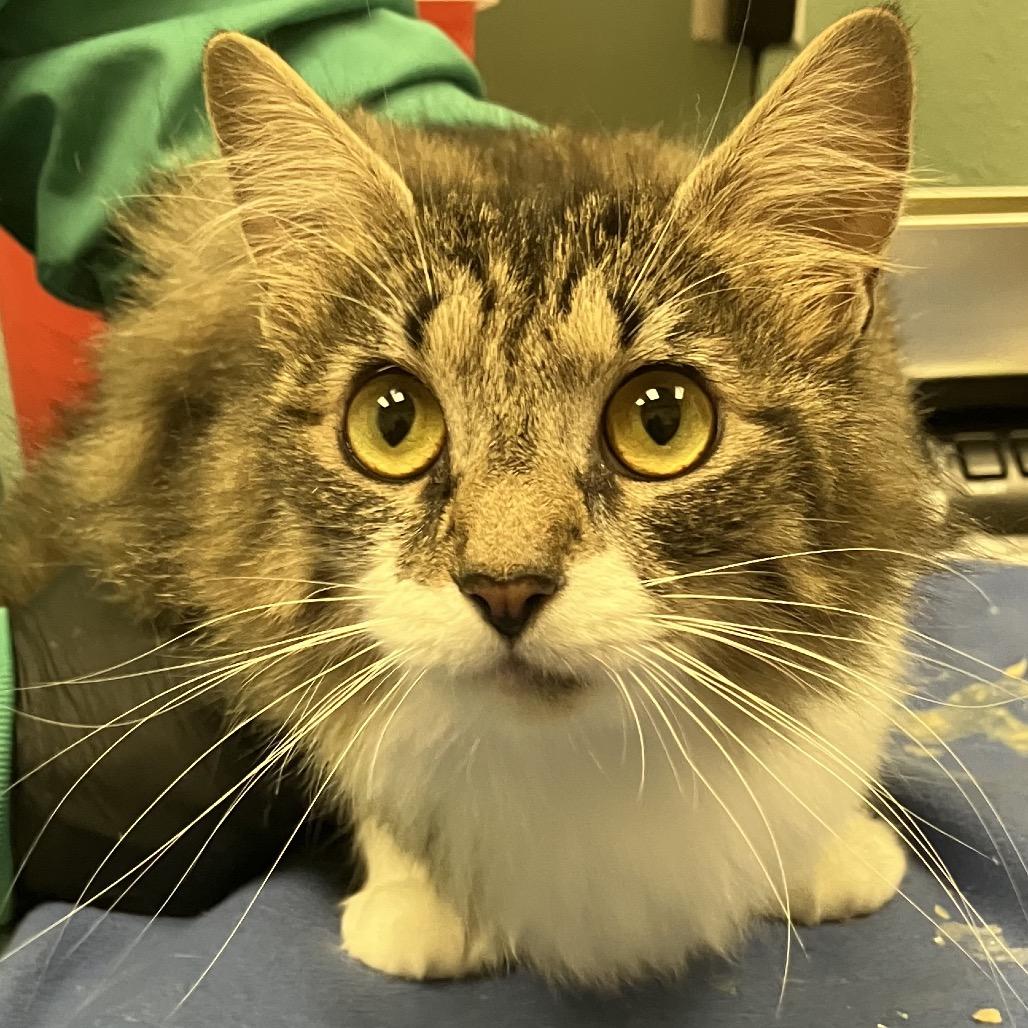 Stray 07/01/26 A64920, Adoptable, Young Female Domestic Medium Hair.
