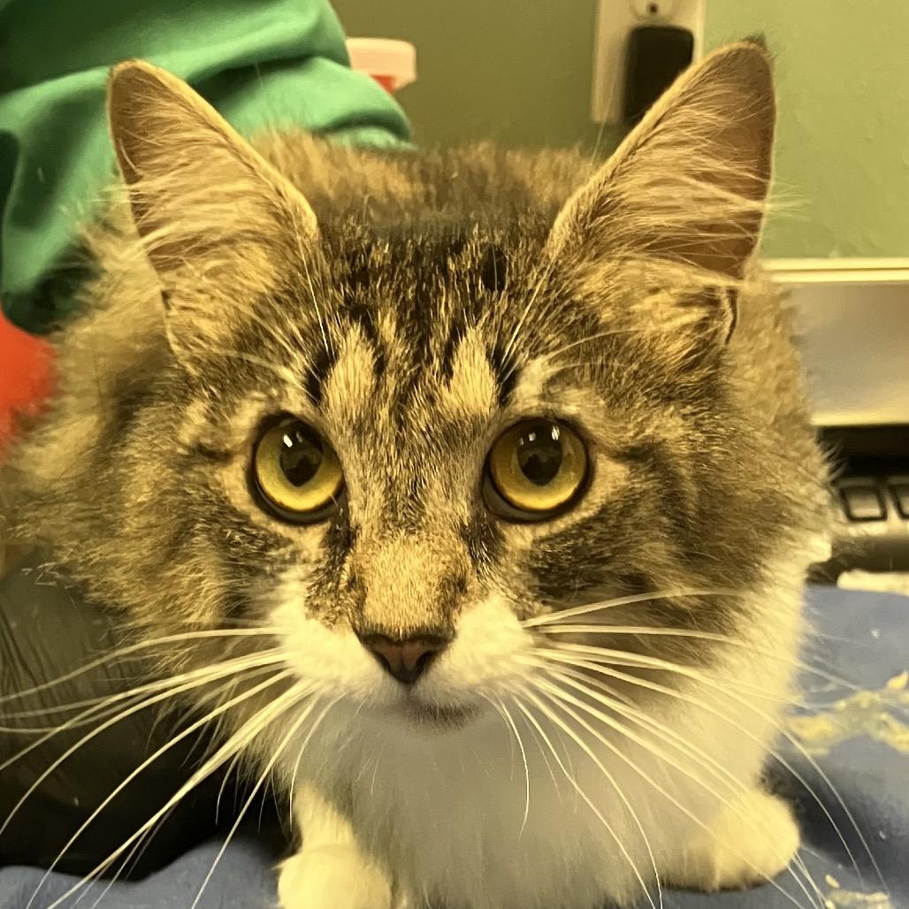Enlarge Stray 07/01/26 A64920, a Adoptable Domestic Medium Hair in Keizer, OR image 2/2