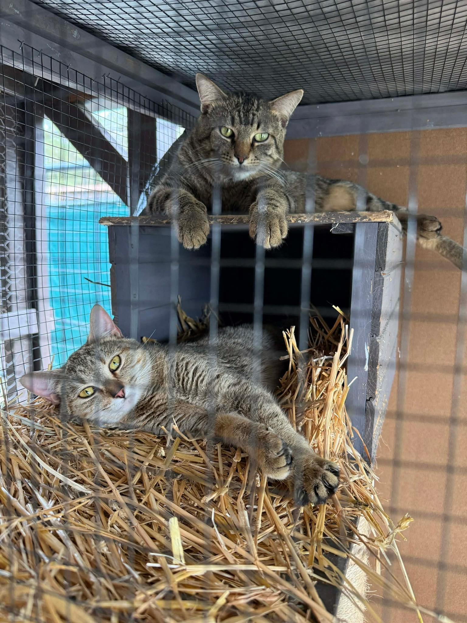 Enlarge Trixie, a ADOPTABLE Domestic Short Hair in Wilmington, NC image 2/2