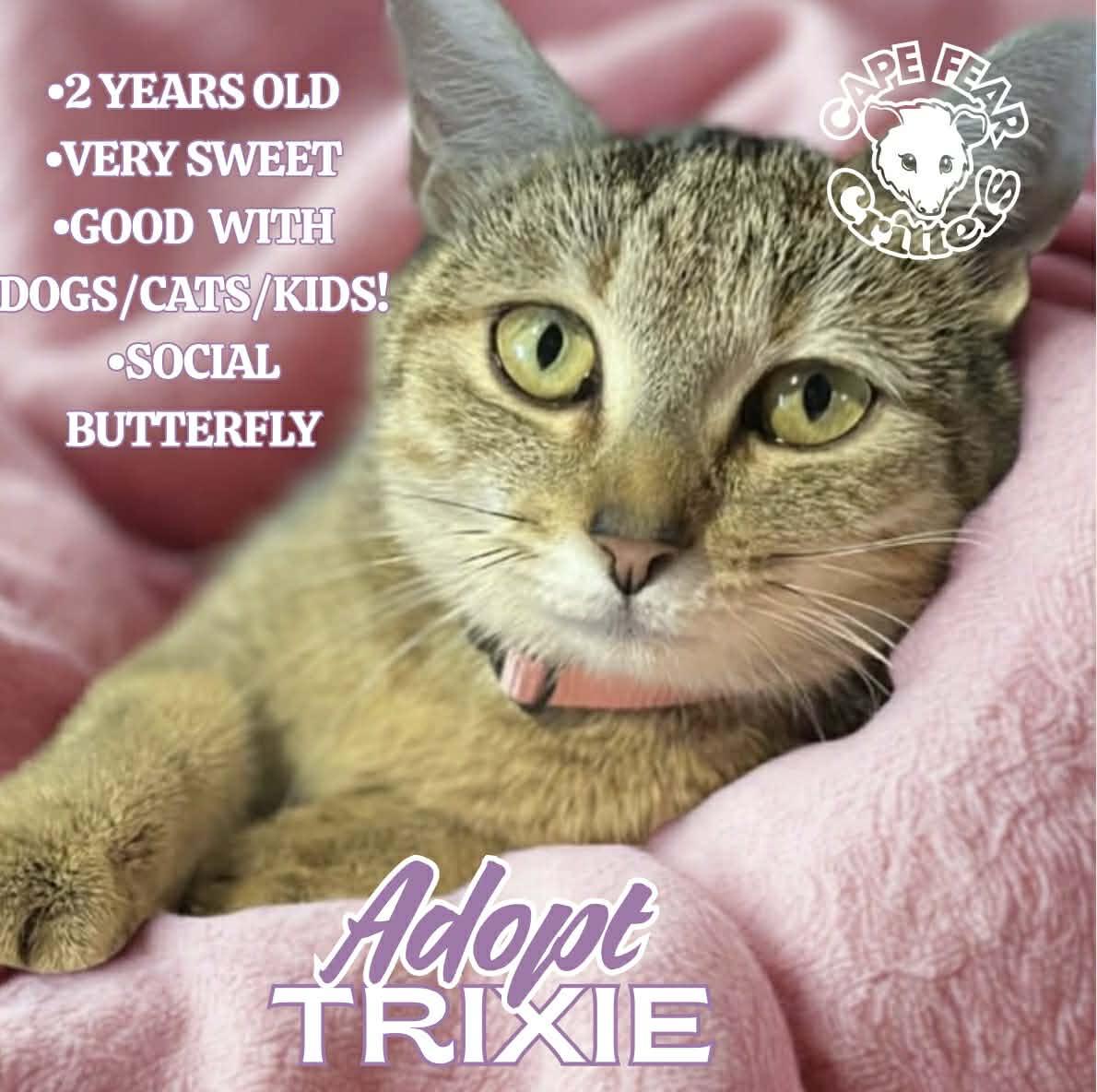 Trixie, ADOPTABLE, Young Female Domestic Short Hair.