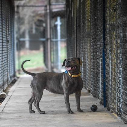 Enlarge Frankie, a Adoptable mixed breed in Bloomsburg, PA image 1/3