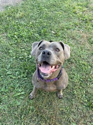 Enlarge Frankie, a Adoptable mixed breed in Bloomsburg, PA image 2/3