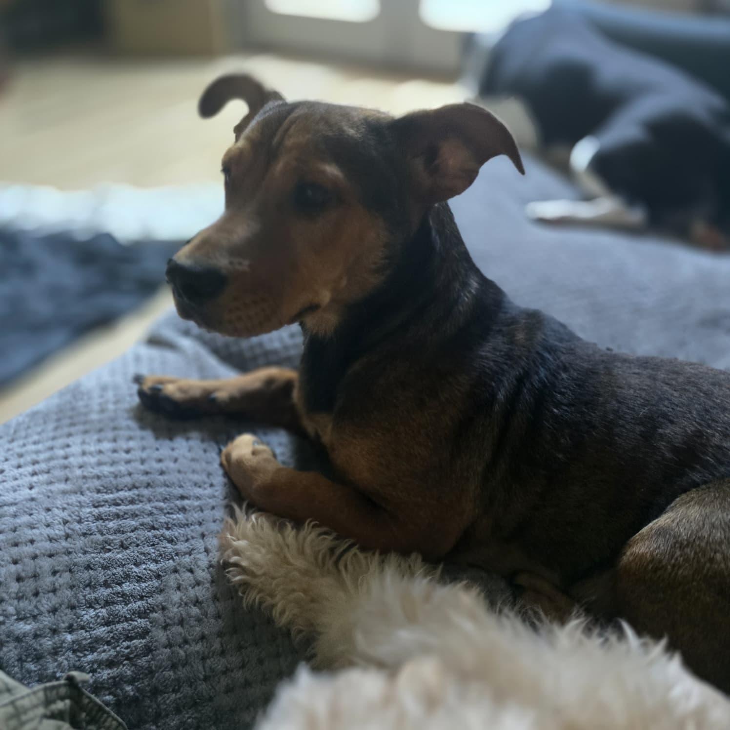 Gulliver, ADOPTABLE, Young Male Dachshund.