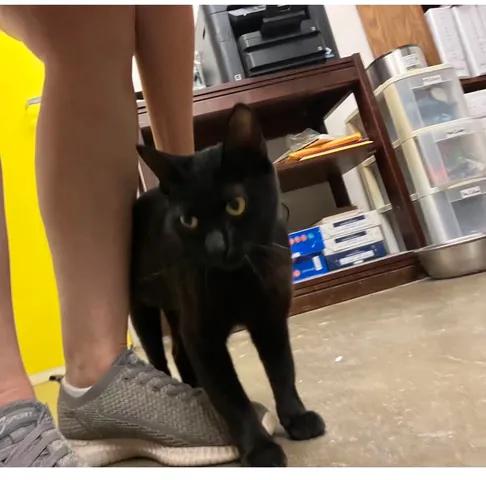 Enlarge Clawdia, an adopted Domestic Short Hair in Port Lavaca, TX image 6/6