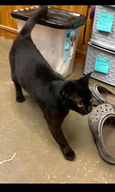 Enlarge Clawdia, an adopted Domestic Short Hair in Port Lavaca, TX image 3/6