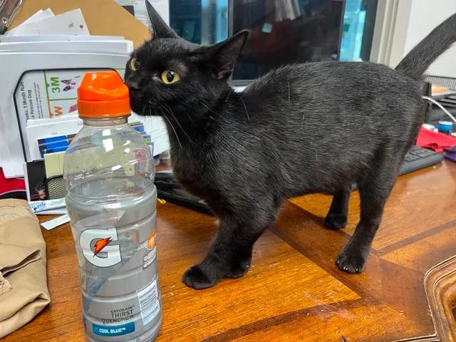 Enlarge Clawdia, an adopted Domestic Short Hair in Port Lavaca, TX image 5/6