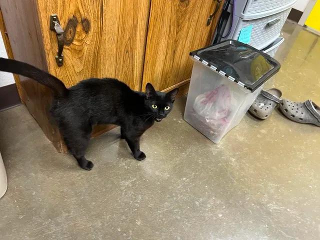 Enlarge Clawdia, an adopted Domestic Short Hair in Port Lavaca, TX image 4/6