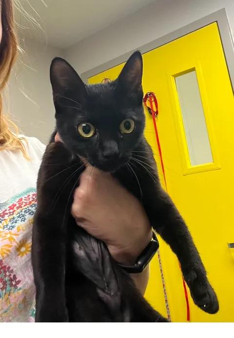 Clawdia, adopted, Adult Female Domestic Short Hair.