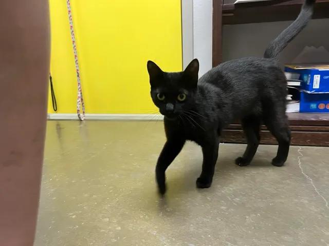 Enlarge Clawdia, an adopted Domestic Short Hair in Port Lavaca, TX image 2/6