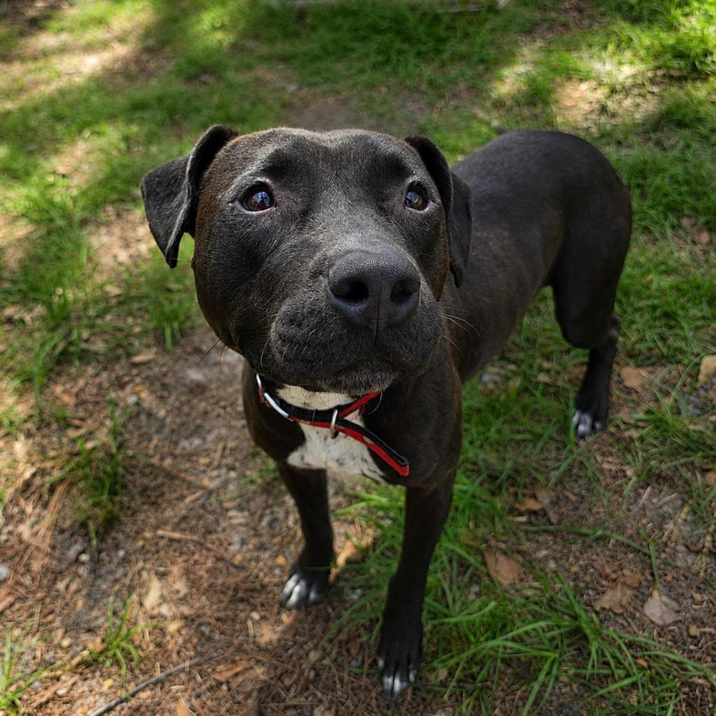 Enlarge Kele, a Adoptable Pit Bull Terrier in Valdosta , GA image 1/6