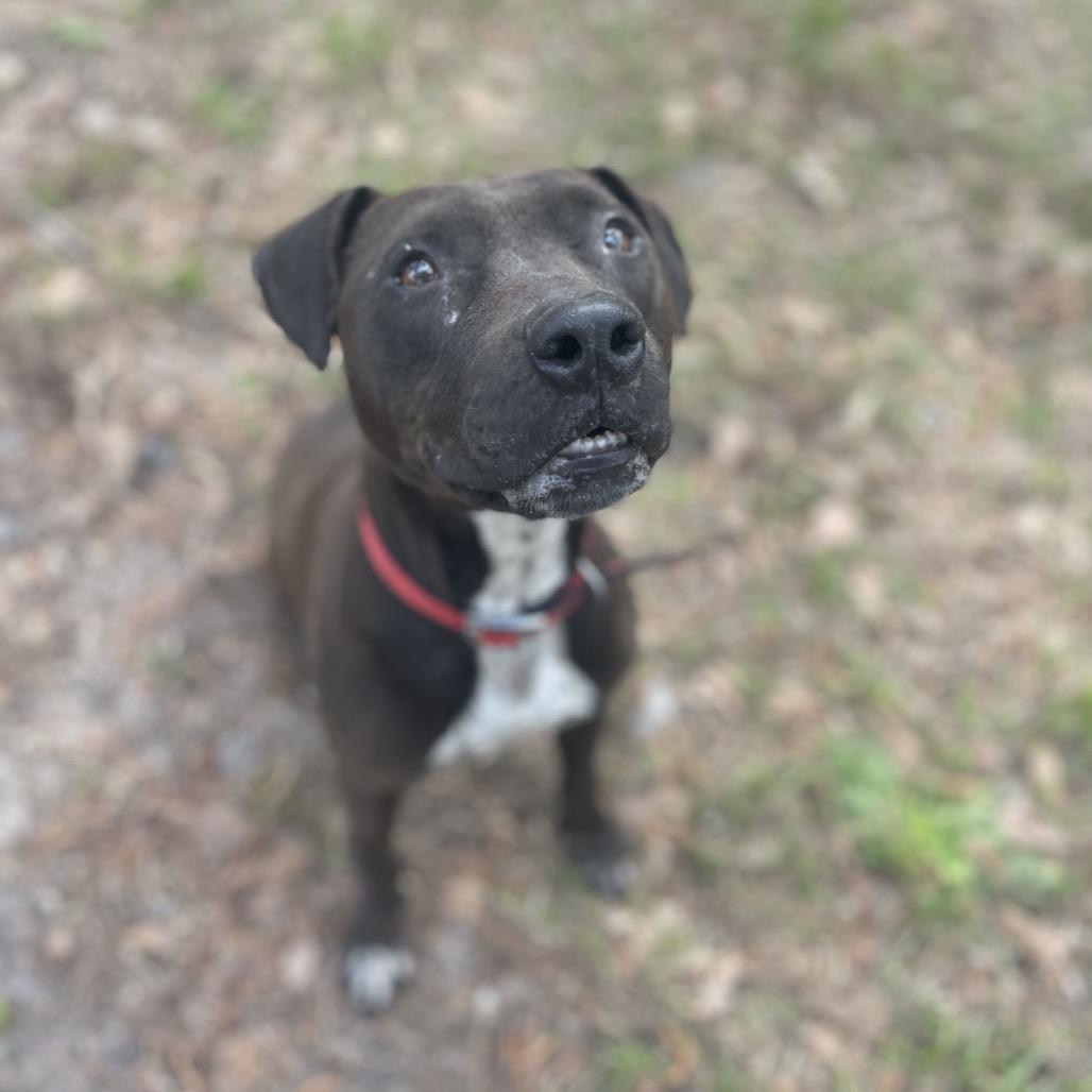 Kele, a Adoptable Pit Bull Terrier in Valdosta , GA image 1/6