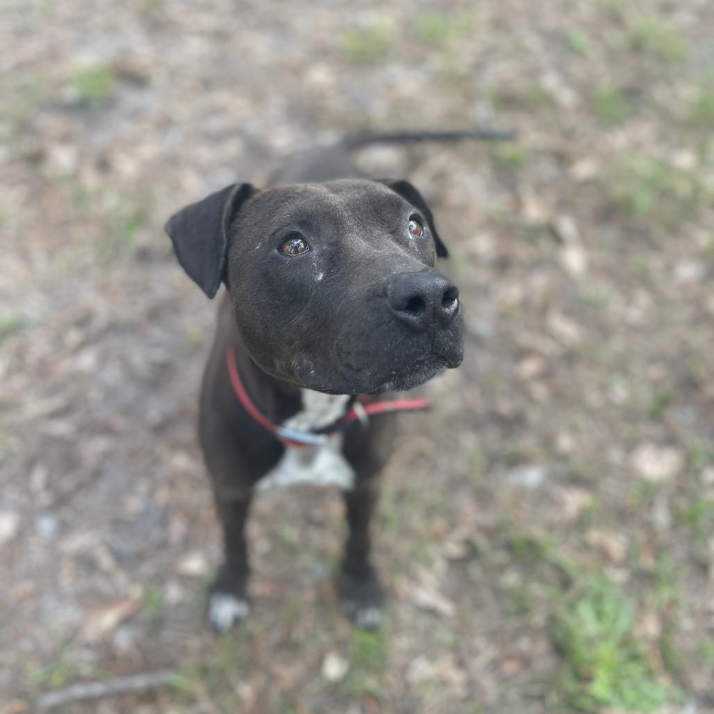 Kele, a Adoptable Pit Bull Terrier in Valdosta , GA image 2/6
