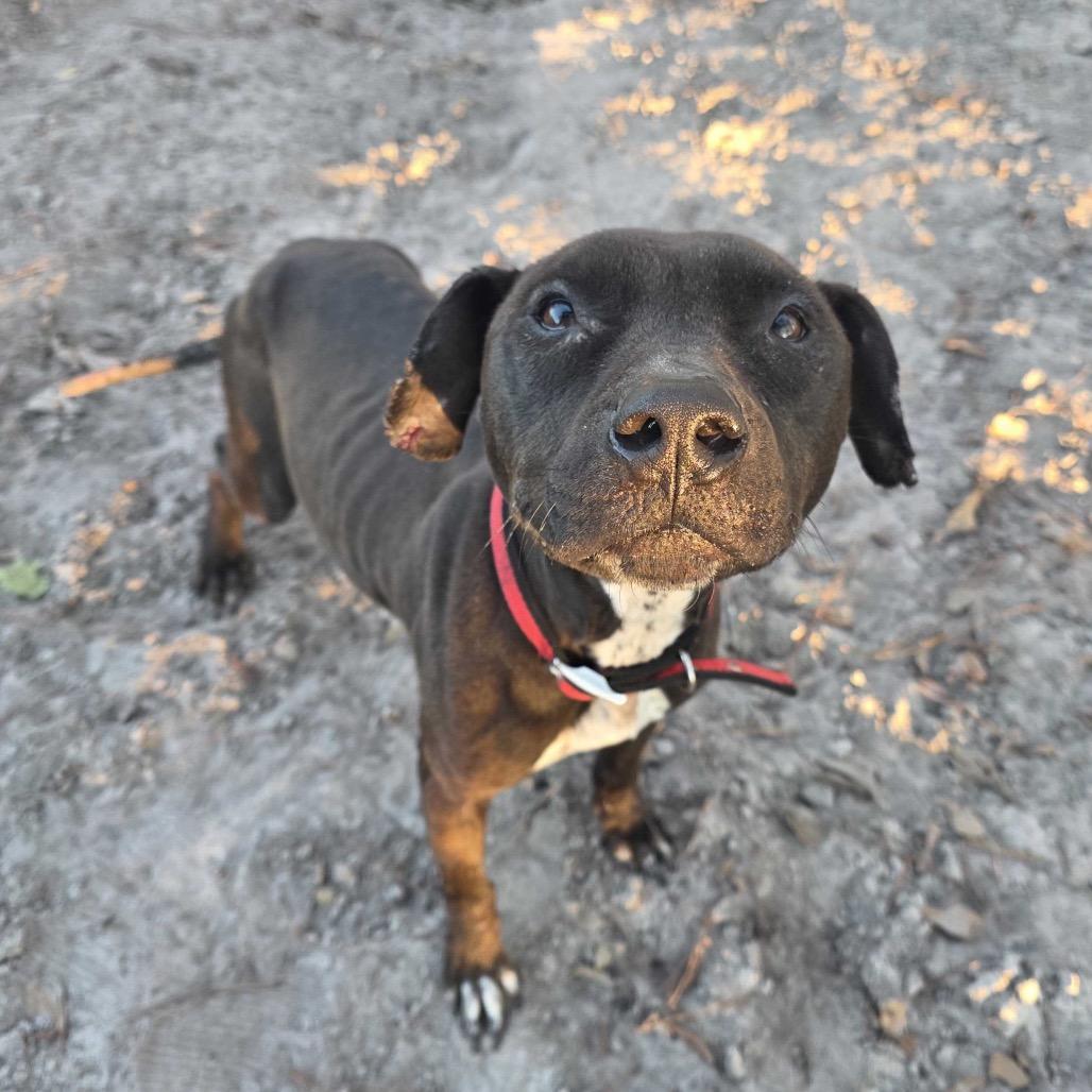 Kele, a Adoptable Pit Bull Terrier in Valdosta , GA image 3/6