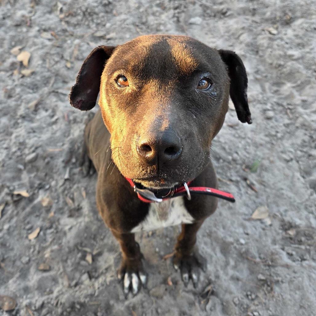 Kele, a Adoptable Pit Bull Terrier in Valdosta , GA image 4/6