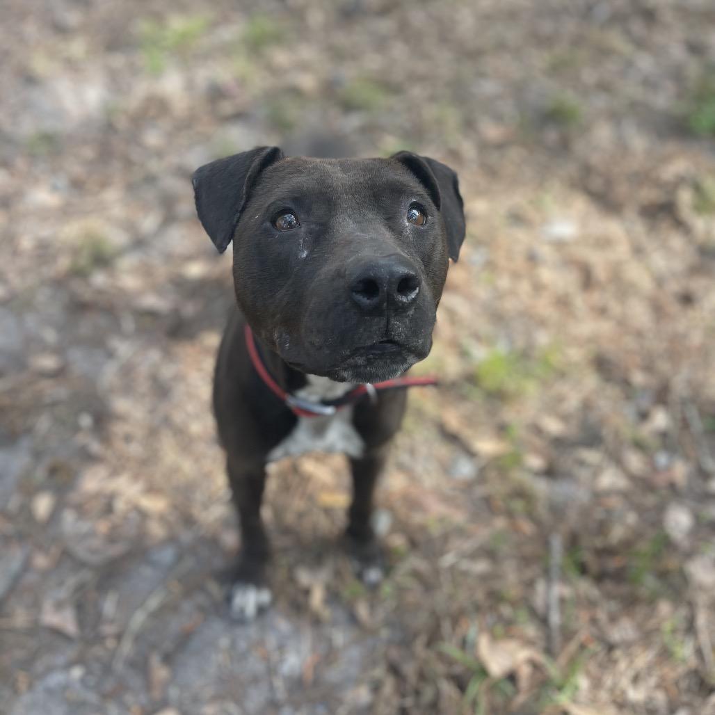 Kele, a Adoptable Pit Bull Terrier in Valdosta , GA image 5/6