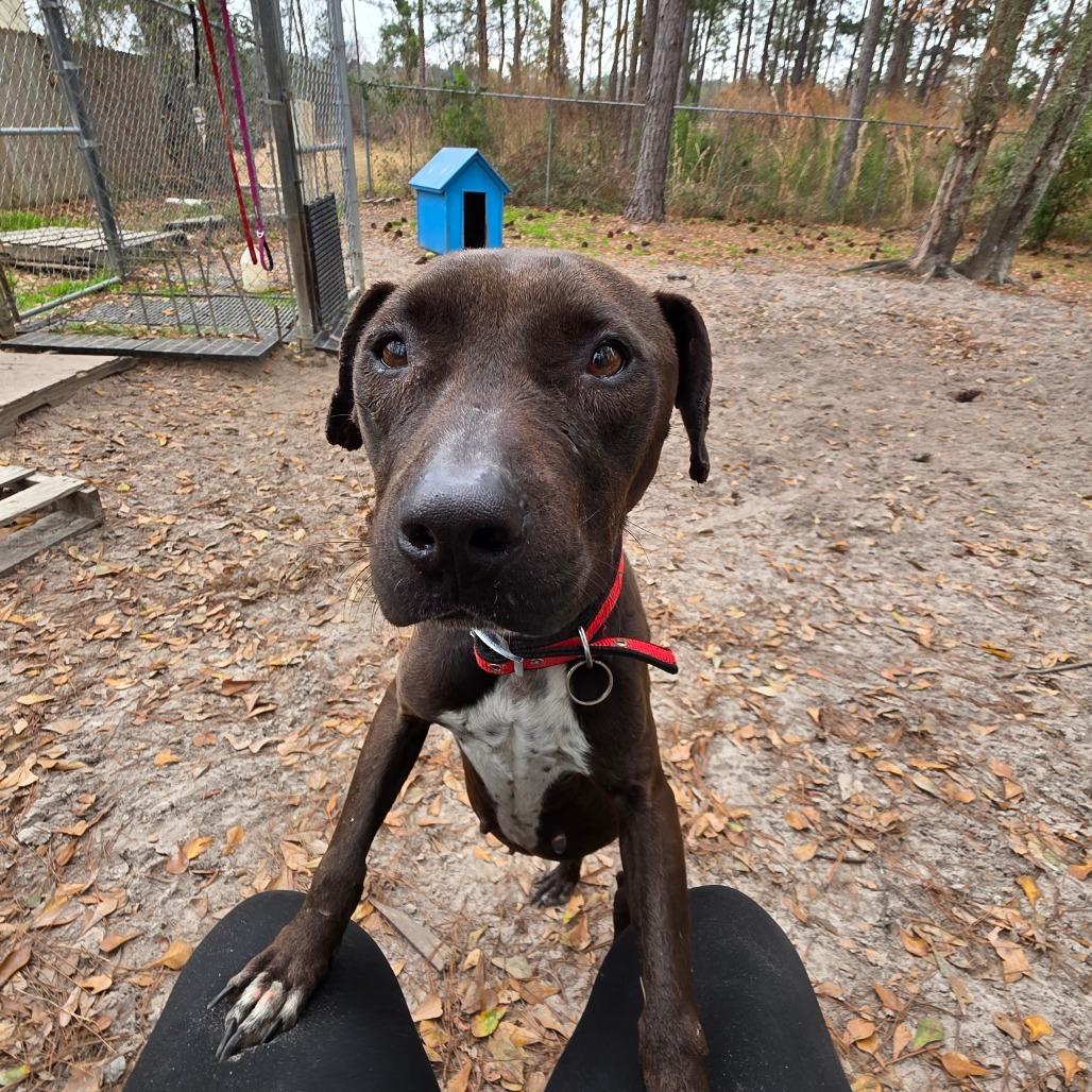 Kele, a Adoptable Pit Bull Terrier in Valdosta , GA image 6/6