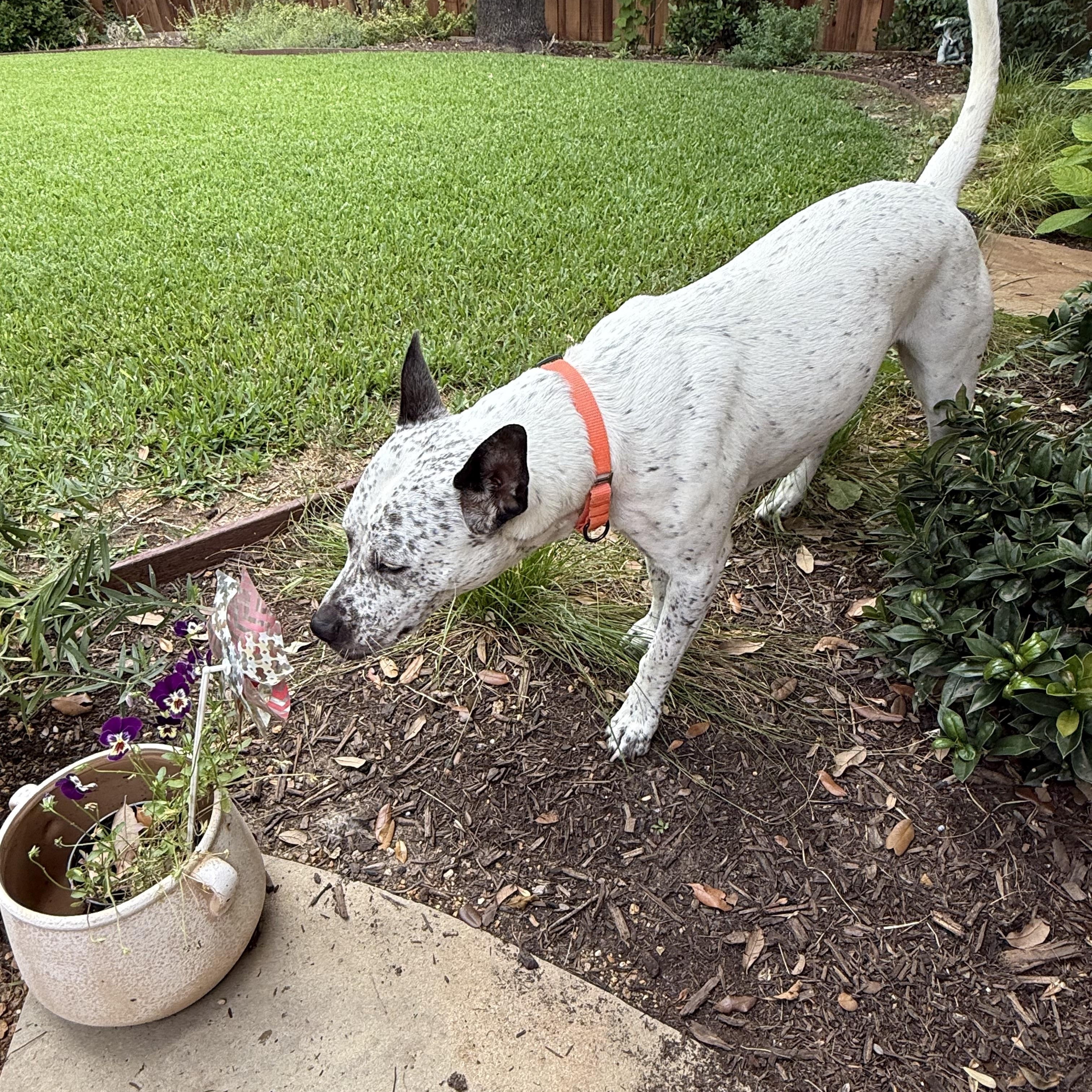 Mabel photo 5