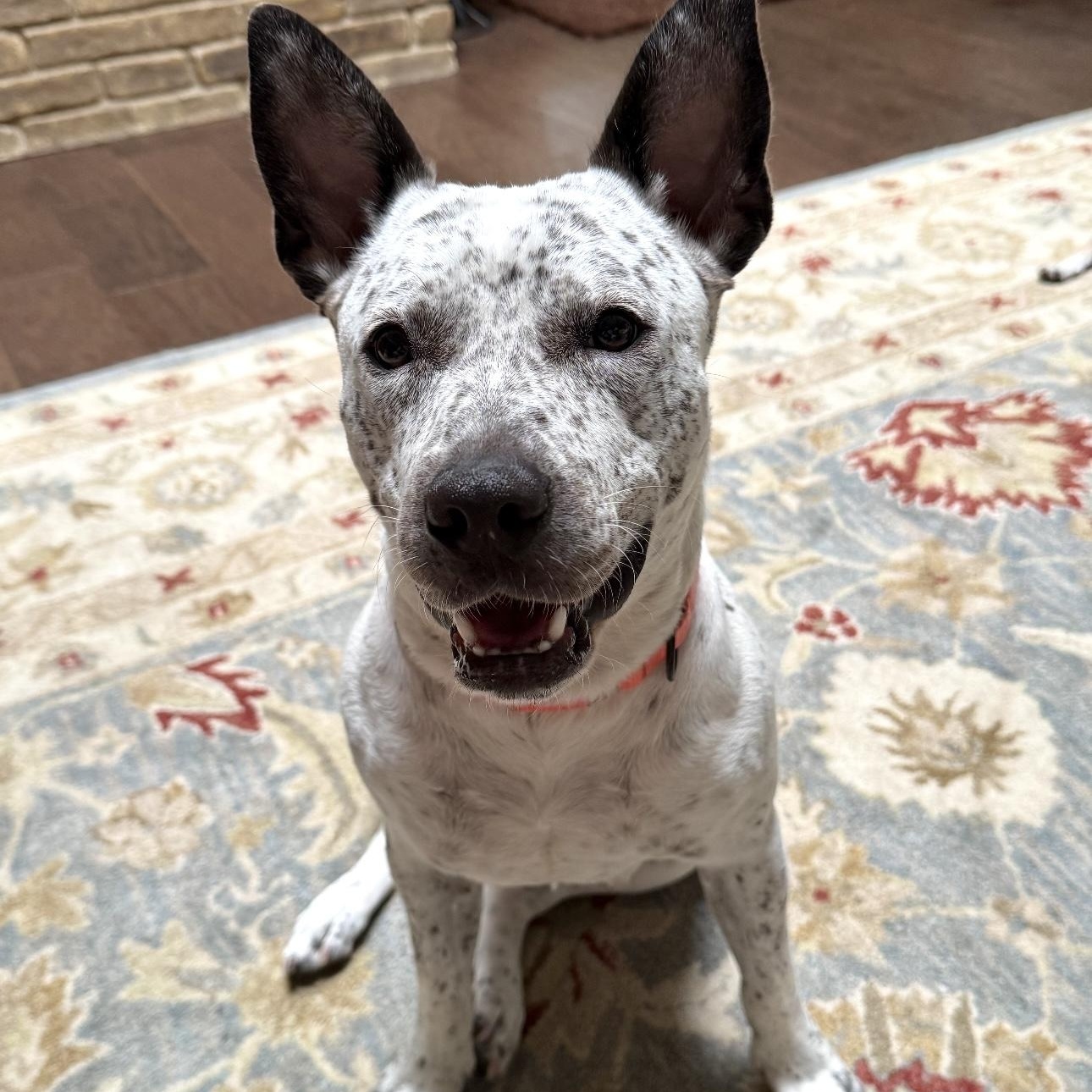 Mabel, Young Female Australian Cattle Dog / Blue Heeler