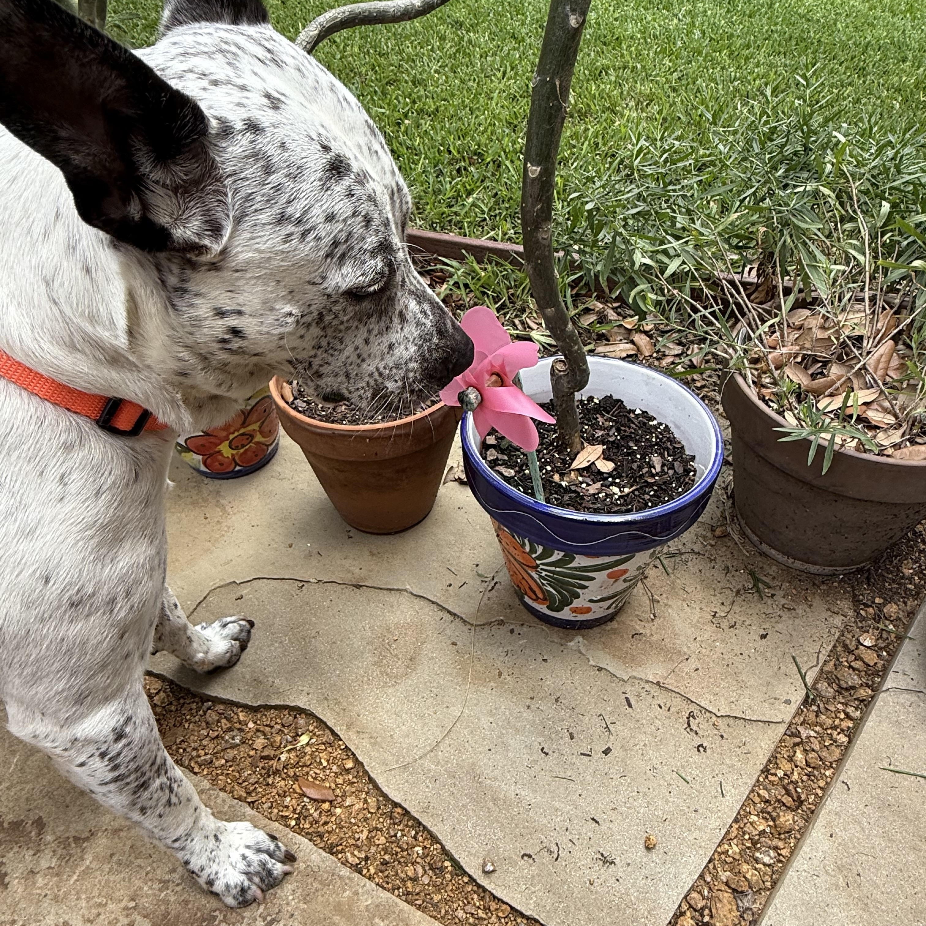 Mabel photo 2