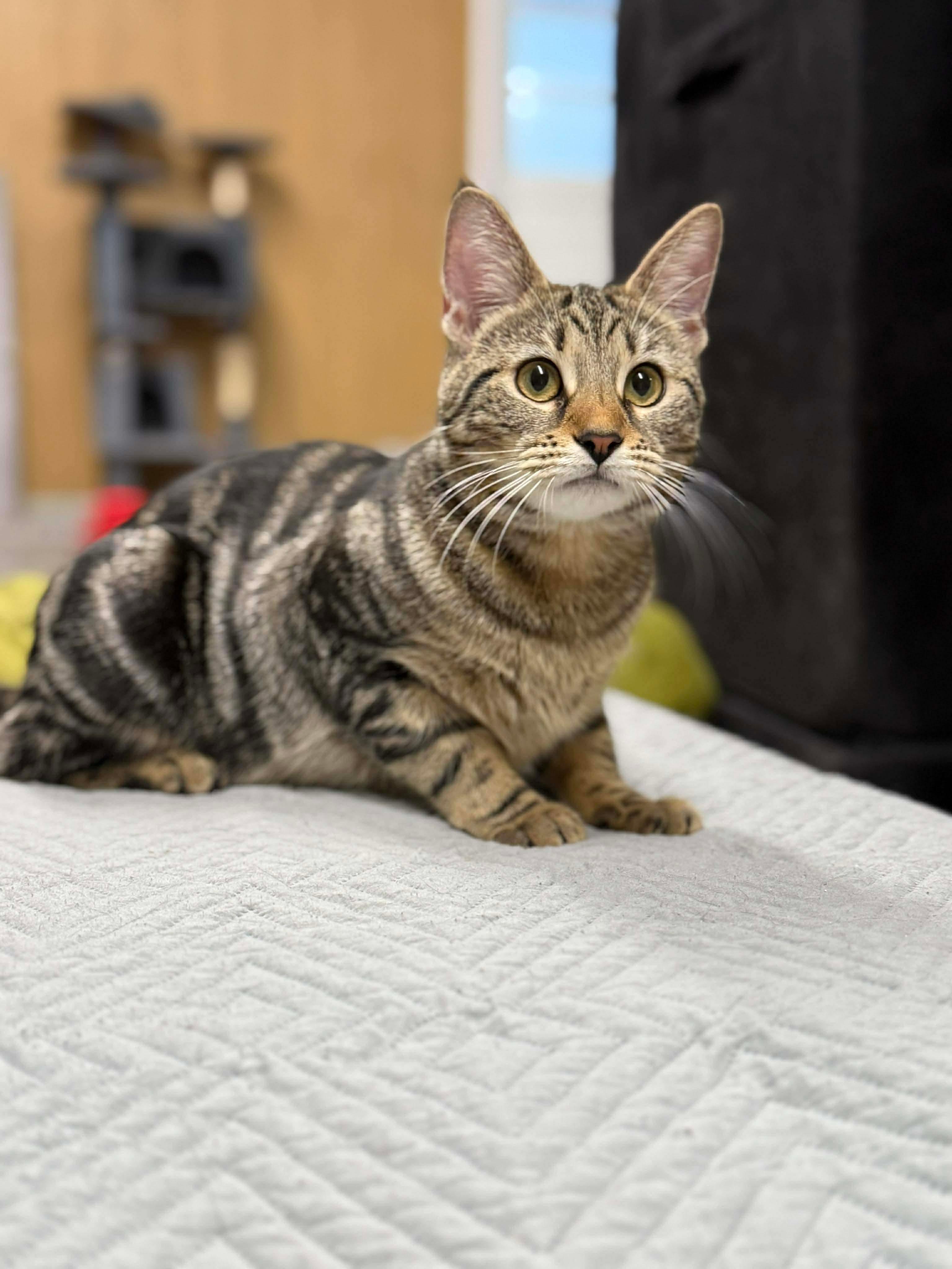 Thea, ADOPTABLE, Young Female Domestic Short Hair.